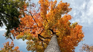 Feeling more like autumn into the weekend