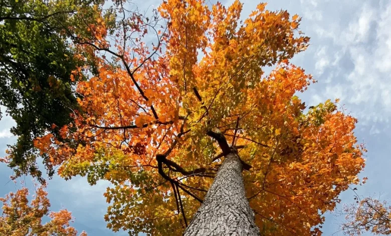 Feeling more like autumn into the weekend