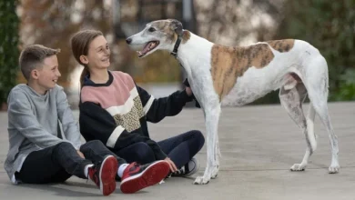 Fernando Bale, Australian retired racing greyhound dies at 12