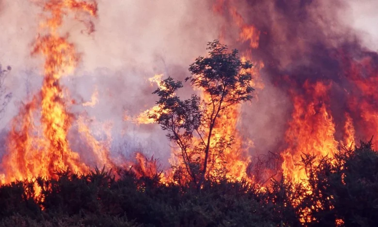 Fire warnings issued as Australia braces for sweltering summer, according to BOM long-range forecast