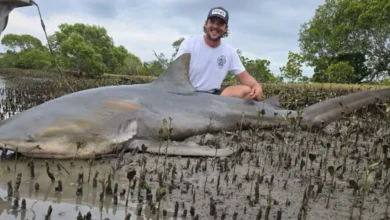 Fisherman reels in monster surprise from Queensland river