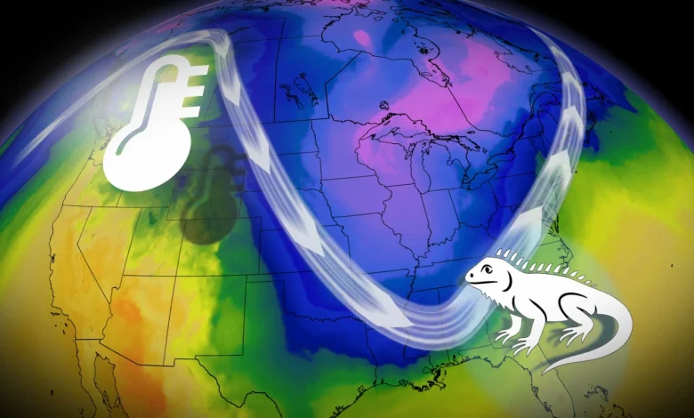 Florida on alert for falling iguanas as cold hits the south