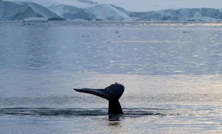 Flying backwards, pink milk, and holding your breath. A Country Life quiz of animal facts