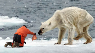 FoodwithBearHands Death: Online Creator Michael Duarte Dies in Texas Tragedy