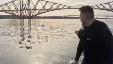 Footage captures dolphin playing with kayakers under Forth Bridge