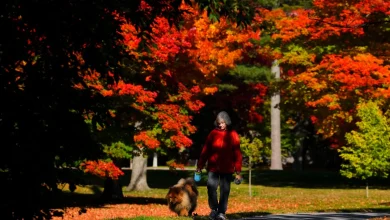 Forecast for Windsor-Essex for Monday, November 17, 2025