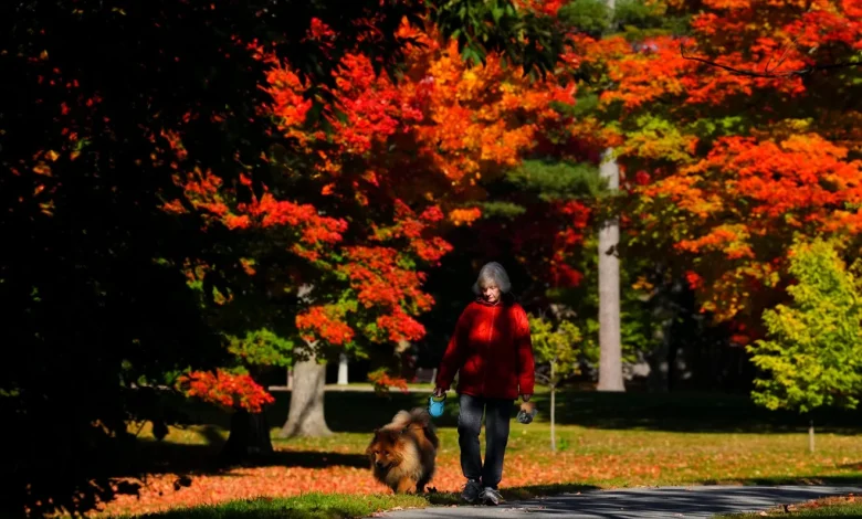 Forecast for Windsor-Essex for Monday, November 17, 2025