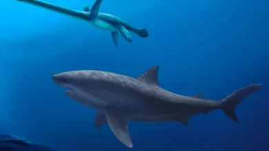 Fossils show giant sharks evolved far earlier than expected