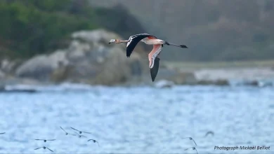 Frankie the escaped flamingo now embarking on life in the 'wild' | ITV News