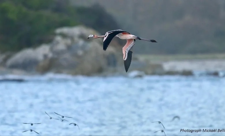 Frankie the escaped flamingo now embarking on life in the 'wild' | ITV News