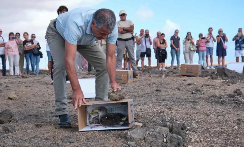 Freilassung von geretteten Gelbschnabel-Sturmtauchern auf Fuerteventura