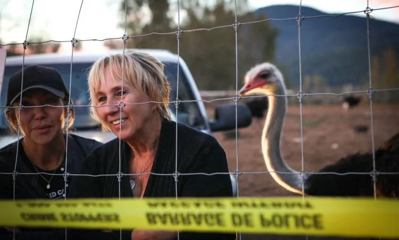 From flu outbreak to ‘Ostrichfest’ to high court, how B.C. ostrich cull saga unfolded
