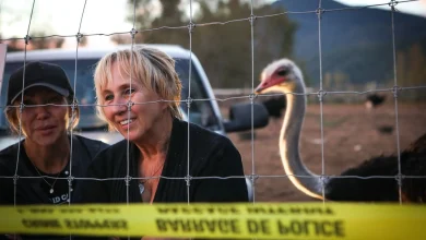 From flu outbreak to ‘Ostrichfest’ to high court, how B.C. ostrich cull saga unfolded
