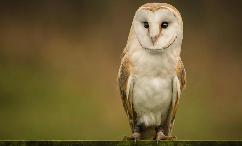 Funding scheme opens for 2026 biodiversity projects