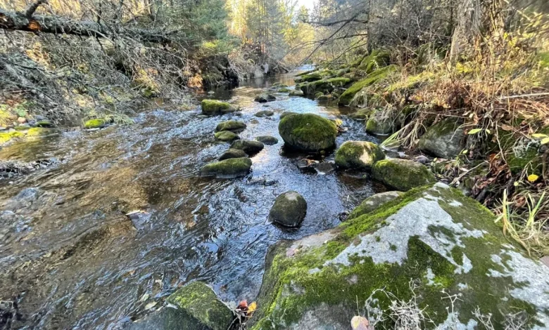 Good morning, North Bay! Here's today's weather!