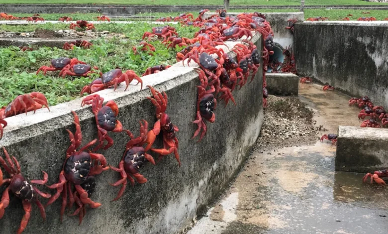 Google says project on famous crab-covered island is about cables, not combat