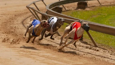 Greyhound racing’s annual bill hits a quarter-billion from taxpayers