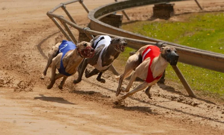 Greyhound racing’s annual bill hits a quarter-billion from taxpayers