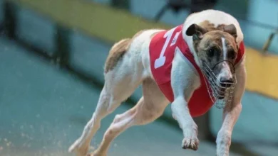 Greyhound racings icon Fernando Bale passes away at 12