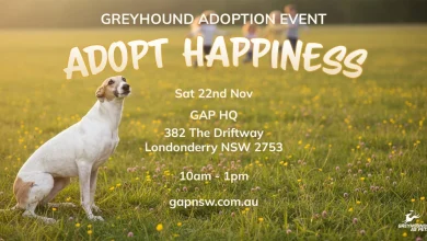 Greyhounds as pets Adoption Event