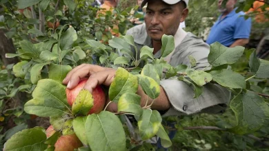 H-2A processing to resume during shutdown
