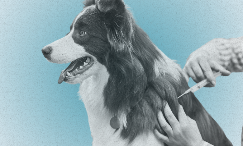 Here’s Why Fewer People Are Vaccinating Their Pets