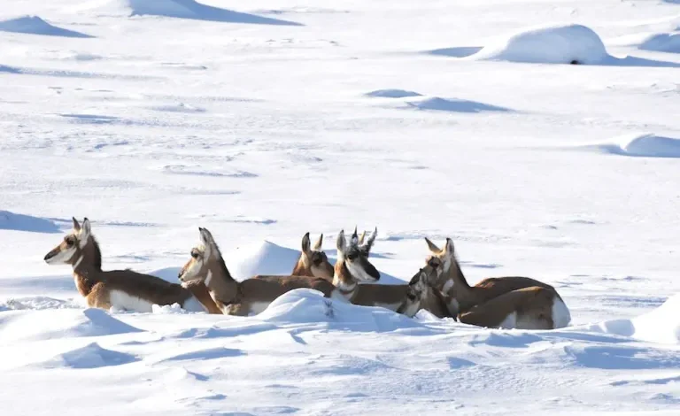 High winds, colder days ahead for Campbell County