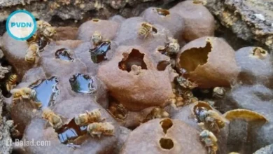 Hilton Unveils Melipona Bee Hotel in Cancun