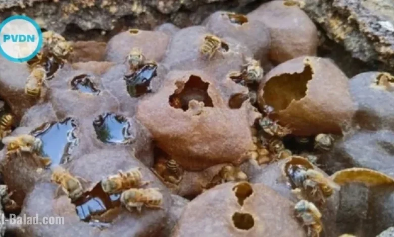 Hilton Unveils Melipona Bee Hotel in Cancun