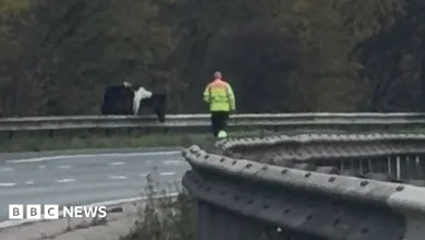 Horse on the loose closes Berkshire stretch of M4