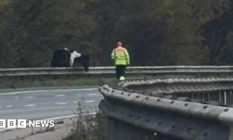 Horse on the loose closes Berkshire stretch of M4