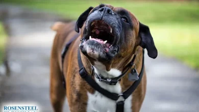 How a Charlotte, NC Dog Bite Injury Compensation Lawyer Can Help You Recover Fair Damages