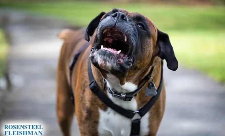 How a Charlotte, NC Dog Bite Injury Compensation Lawyer Can Help You Recover Fair Damages