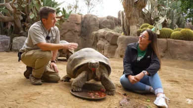How a 'sweet and shy' tortoise outlived empires and survived two world wars