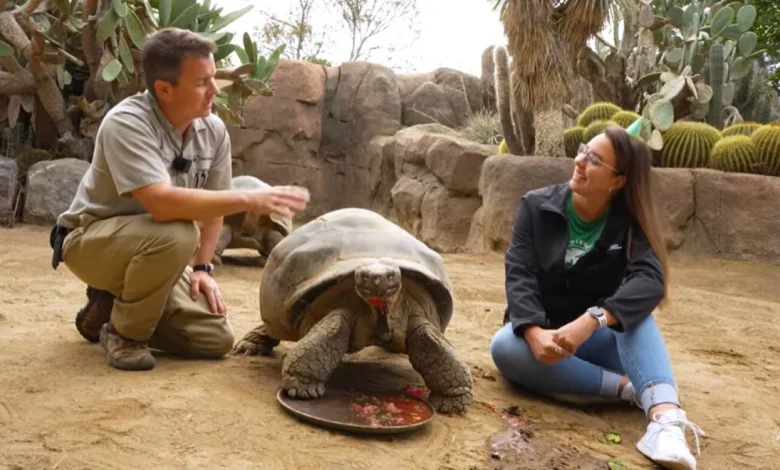 How a 'sweet and shy' tortoise outlived empires and survived two world wars