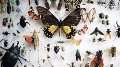 How many insects are there for every person on Earth (give or take a million) and other questions. It's the Country Life Quiz of the Day, November 12, 2025