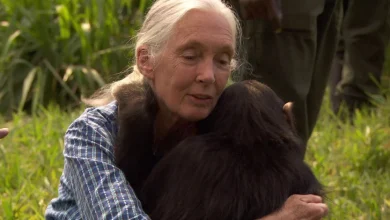 How motherhood changed Jane Goodall | 60 Minutes Archive