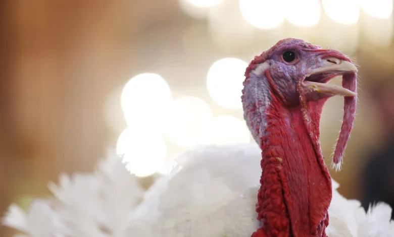 How the turkey trotted its way onto our Thanksgiving tables — and into our lexicon