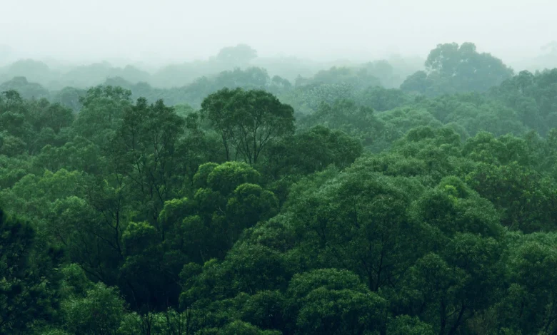 I’m A Celebrity 2025 First Elimination Odds: Eddie Kadi Heads The Betting