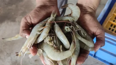 India is world’s second-largest shrimp producer. That is now under threat