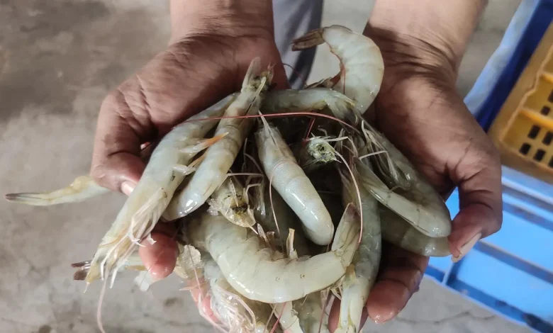 India is world’s second-largest shrimp producer. That is now under threat