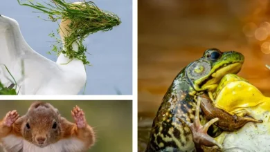 Insolite : découvrez les finalistes du concours Comedy Wildlife, qui récompense les photos d’animaux les plus drôles de l’année