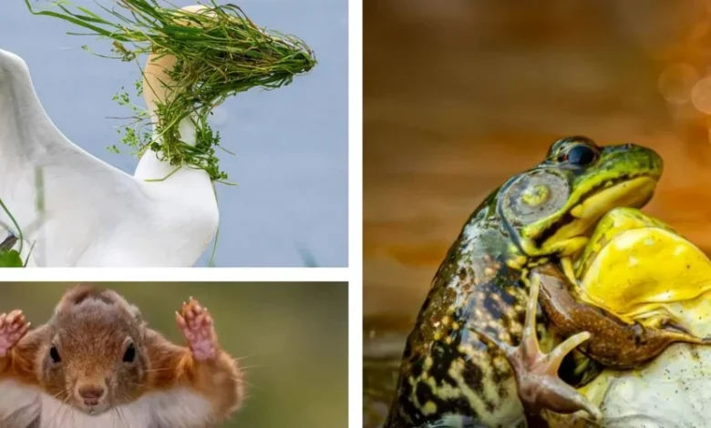 Insolite : découvrez les finalistes du concours Comedy Wildlife, qui récompense les photos d’animaux les plus drôles de l’année