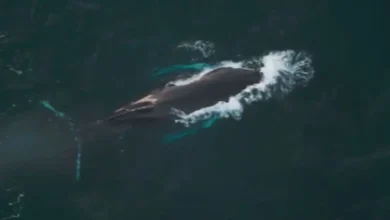 Islanders celebrate the return of 'beautiful Pi', the humpback whale | ITV News