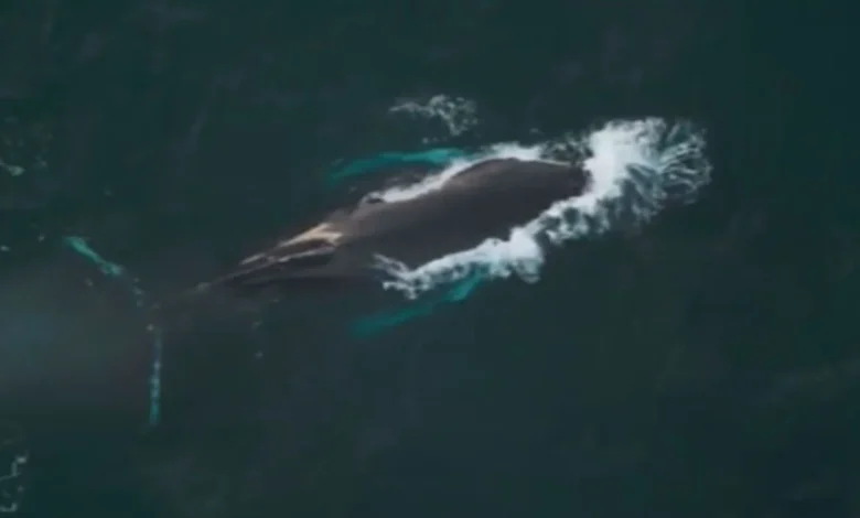 Islanders celebrate the return of 'beautiful Pi', the humpback whale | ITV News