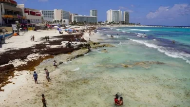 It’s b-a-a-a-ck! Sargassum makes a surprise late-season return in Cancún