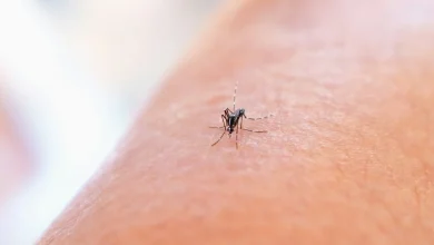 "Je ne peux plus marcher" : dans cette région, un habitant sur trois a le chikungunya