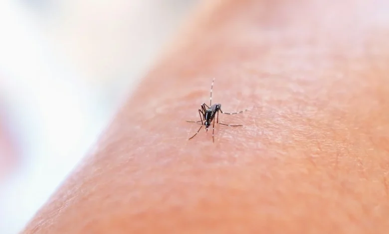 "Je ne peux plus marcher" : dans cette région, un habitant sur trois a le chikungunya