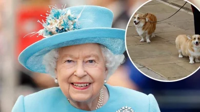 King Charles III to Take Corgis from Andrew Mountbatten-Windsor