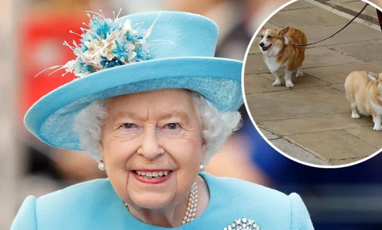 King Charles III to Take Corgis from Andrew Mountbatten-Windsor